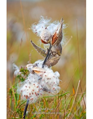 Todd Reed's Day 274 of 365 