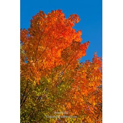 Brad Reed\'s Day 280 of 365 
