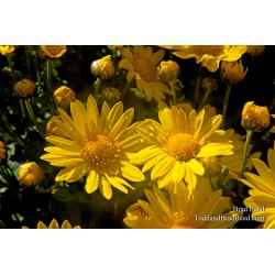 Brad Reed\'s Day 281 of 365 