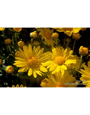 Brad Reed's Day 281 of 365 