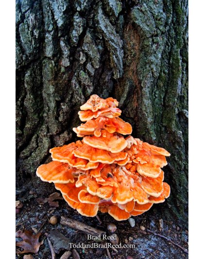 Brad Reed's Day 282 of 365 