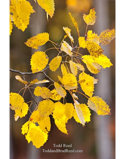 Todd Reed's Day 285 of 365 