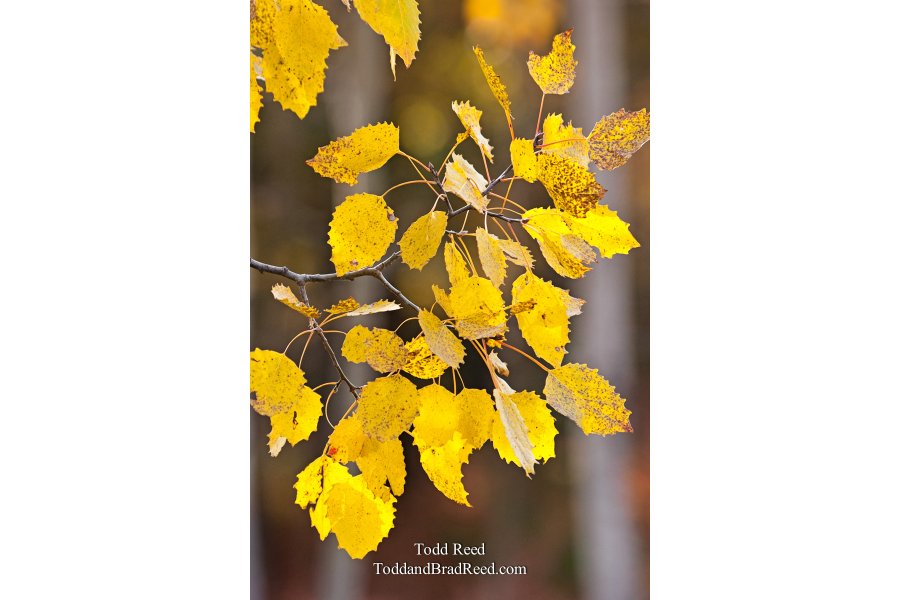 Todd Reed's Day 285 of 365 
