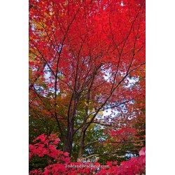 Brad Reed\'s Day 285 of 365 