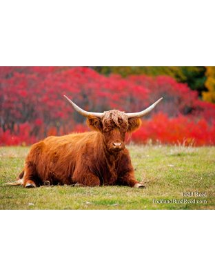 Todd Reed's Day 287 of 365 