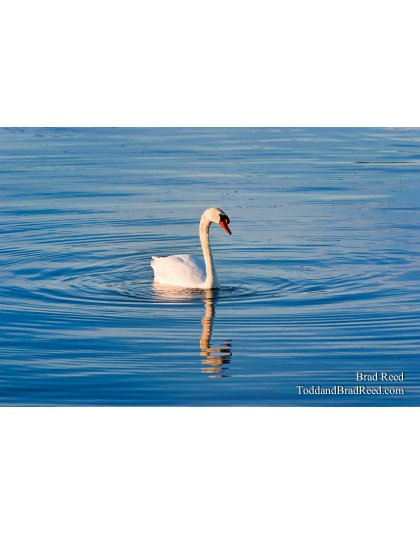 Brad Reed's Day 287 of 365 