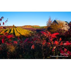 Brad Reed\'s Day 288 of 365 