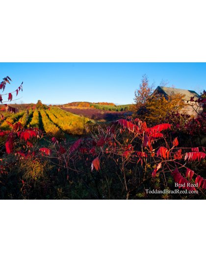 Brad Reed's Day 288 of 365 