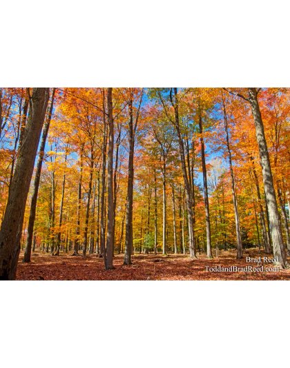 Brad Reed's Day 290 of 365 