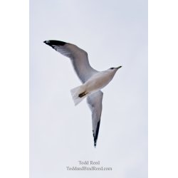 Todd Reed\'s Day 293 of 365 