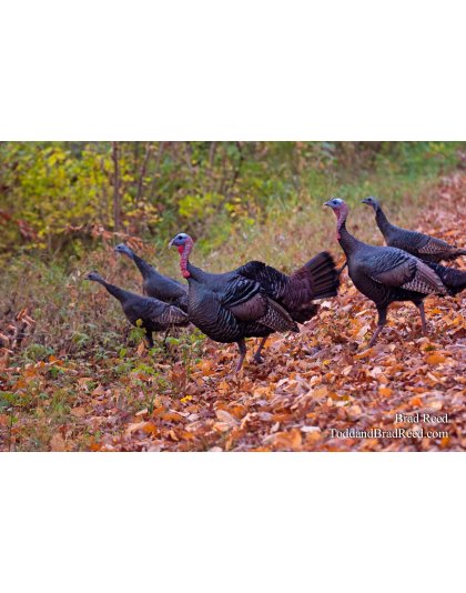 Brad Reed's Day 293 of 365 