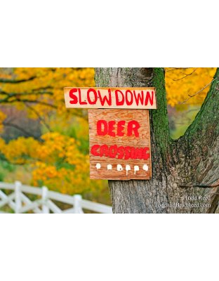 Todd Reed's Day 297 of 365 