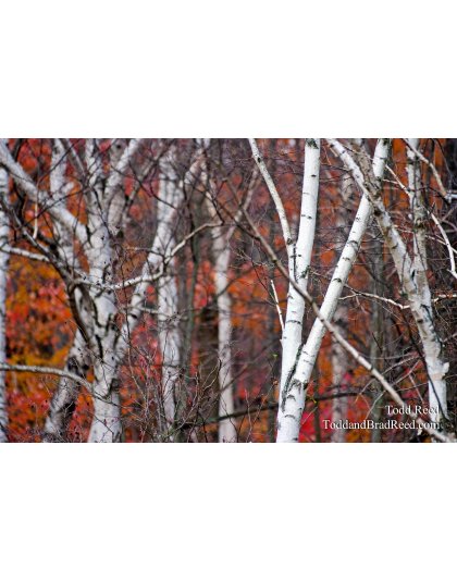 Todd Reed's Day 298 of 365 