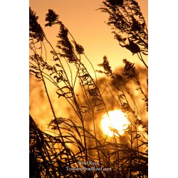 Brad Reed\'s Day 300 of 365 