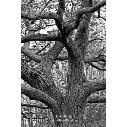 Todd Reed\'s Day 301 of 365 