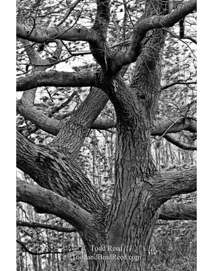 Todd Reed's Day 301 of 365 