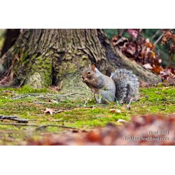 Brad Reed\'s Day 301 of 365 