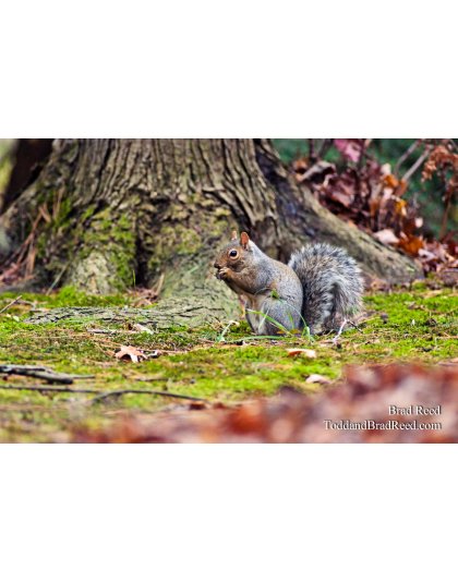 Brad Reed's Day 301 of 365 