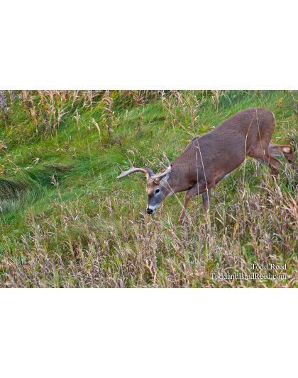 Todd Reed's Day 302 of 365 