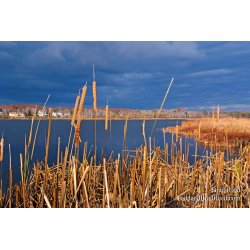 Brad Reed\'s Day 306 of 365 