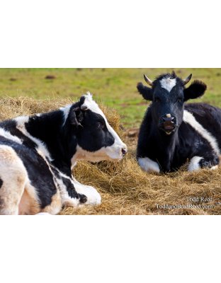 Todd Reed's Day 307 of 365 