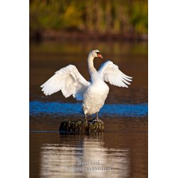 Brad Reed\'s Day 307 of 365 