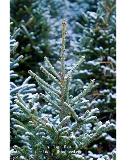 Todd Reed's Day 309 of 365 