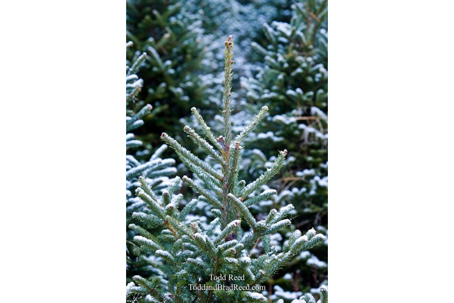 Todd Reed's Day 309 of 365 