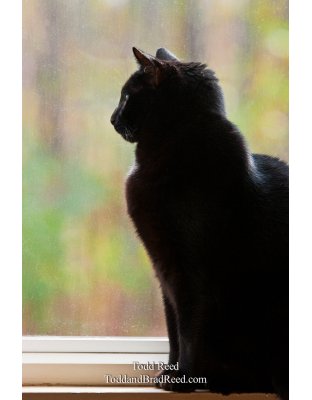 Todd Reed's Day 310 of 365 