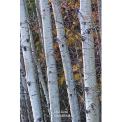 Brad Reed\'s Day 311 of 365 