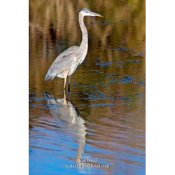 Brad Reed\'s Day 312 of 365 