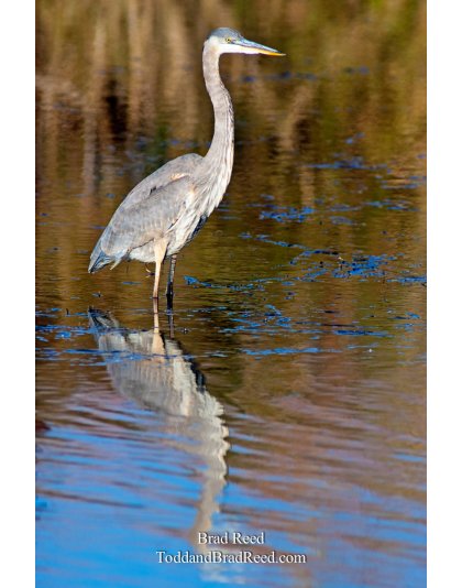 Brad Reed's Day 312 of 365 