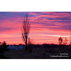 Todd Reed\'s Day 317 of 365 
