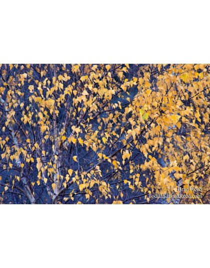 Brad Reed's Day 317 of 365 