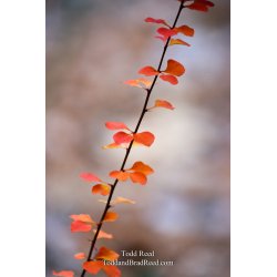 Todd Reed\'s Day 318 of 365 