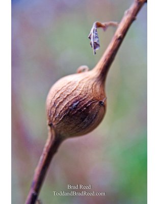 Brad Reed's Day 318 of 365 