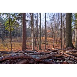 Brad Reed\'s Day 319 of 365 