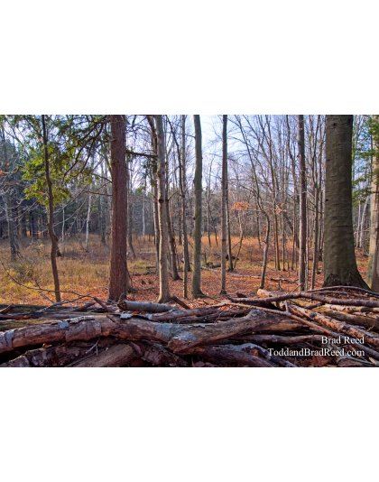 Brad Reed's Day 319 of 365 