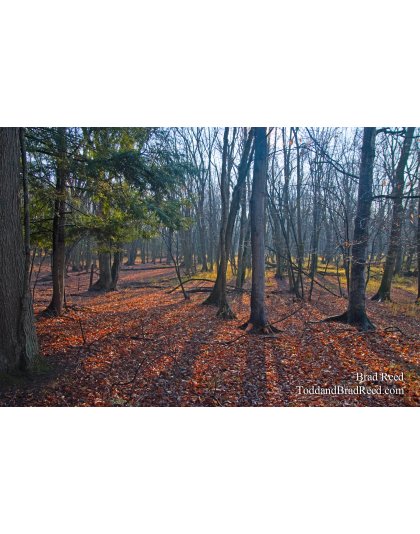 Brad Reed's Day 320 of 365 