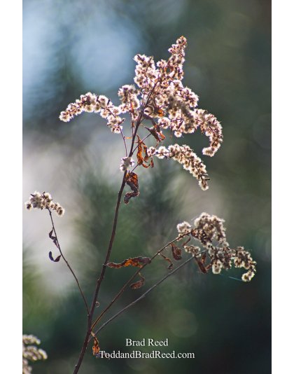 Brad Reed's Day 324 of 365 