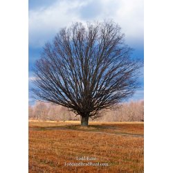 Todd Reed\'s Day 330 of 365 
