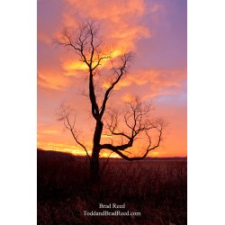 Brad Reed\'s Day 333 of 365 