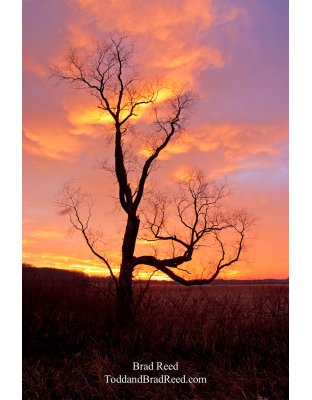 Brad Reed's Day 333 of 365 