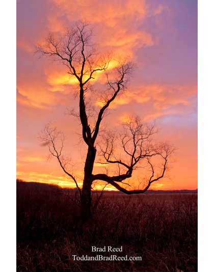 Brad Reed's Day 333 of 365 