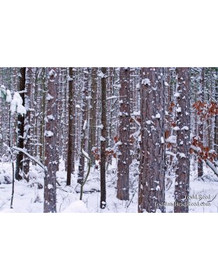 Todd Reed's Day 339 of 365 