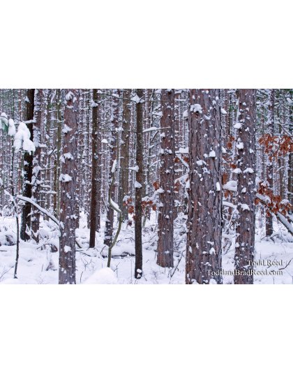 Todd Reed's Day 339 of 365 