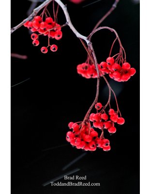 Brad Reed's Day 342 of 365 