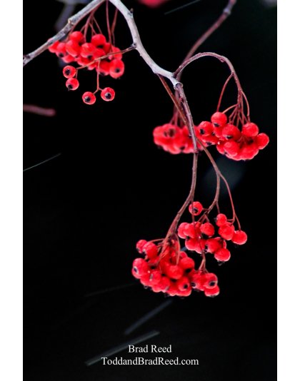 Brad Reed's Day 342 of 365 