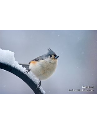 Todd Reed's Day 346 of 365 