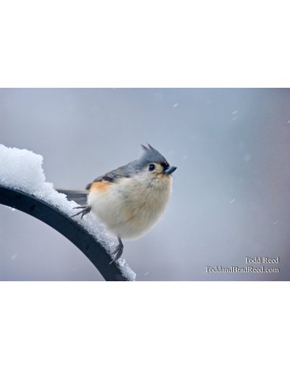 Todd Reed's Day 346 of 365 